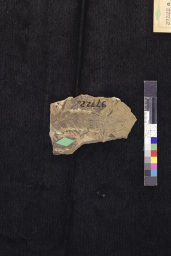 Cladophlebis septentrionalis Hollick