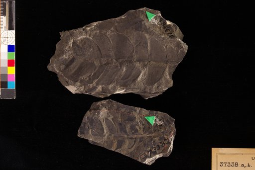 Nilssonia serotina Heer