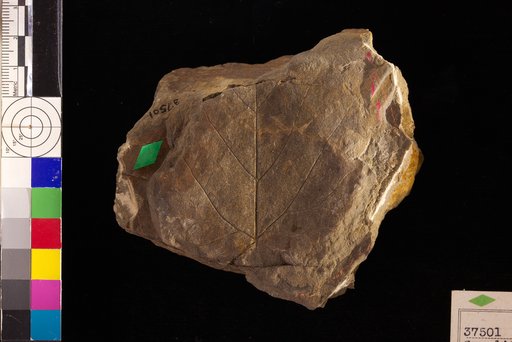 Populites pseudolancastriensis Hollick