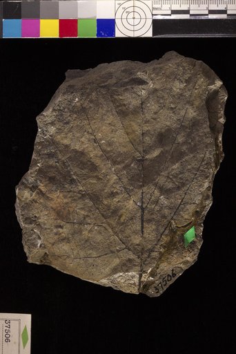 Populites ? captiosus Hollick