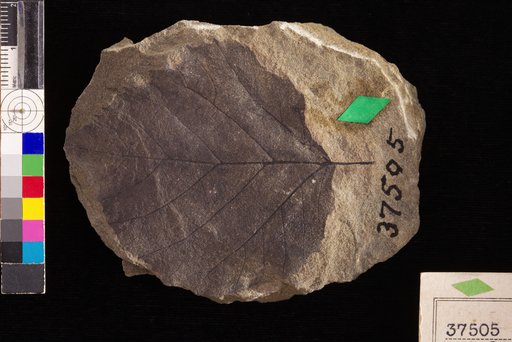 Betulites rugosus var. apiculatus Hollick