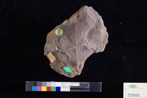Cissites comparabilis Hollick