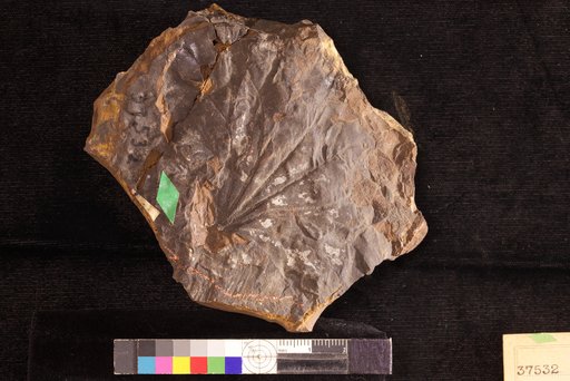 Castaliites ordinarius Hollick