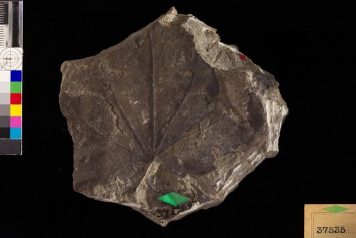 Menispermites septentrionalis Hollick