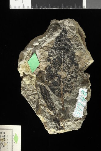 Diospyros brachysepala Braun