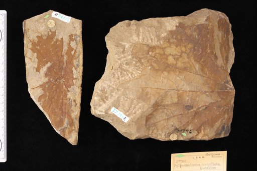 Paleonelumbo macroloba Knowlton