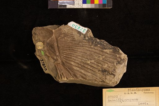 Sabalites grayanus (Lesquereux) Lesquereux