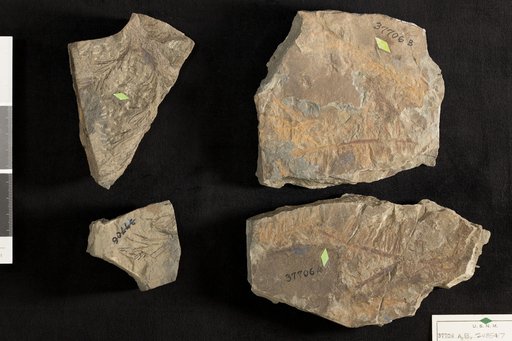 Schizolepis liaso-keuperina Braun