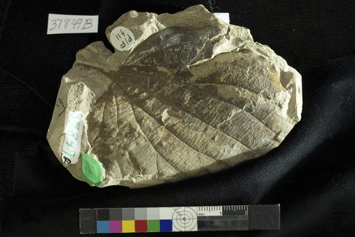 Zizyphus fibrillosus (Lesquereux) Lesquereux
