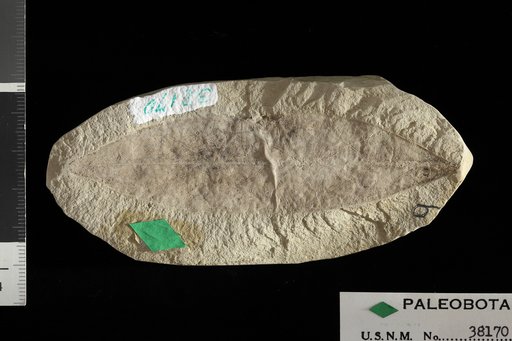 Ternstroemites idahoensis (Knowlton) Berry