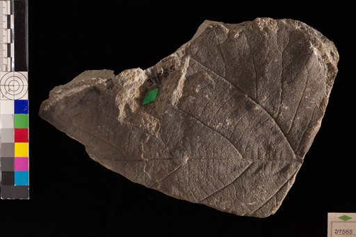 Pseudoaspidiophyllum memorabile Hollick