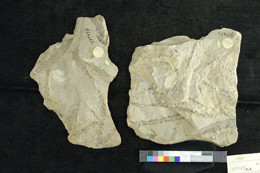 Genus indet. sp indet. Knowlton