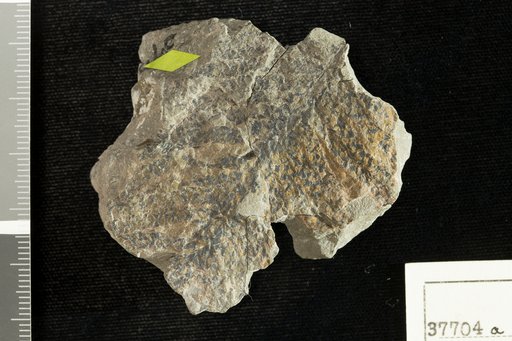 Brachyphyllum yorkense Fontaine in Ward
