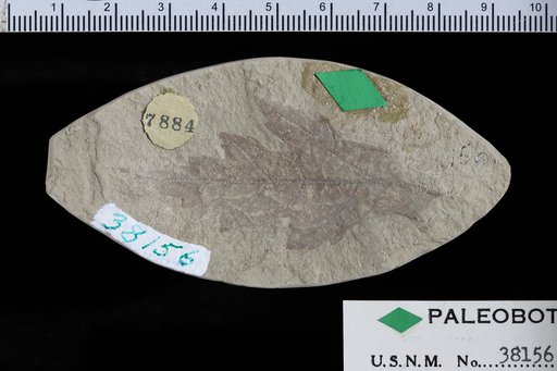 Acer chaneyi Knowlton