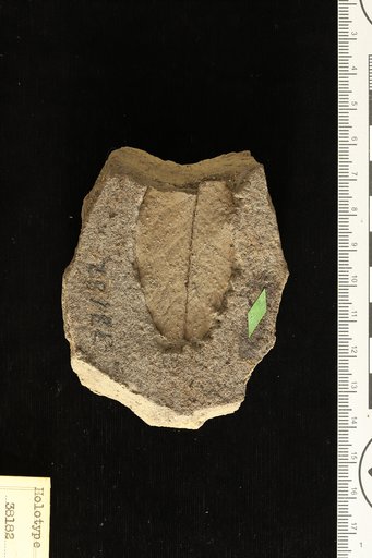 Leguminosites bahiensis Hollick & Berry