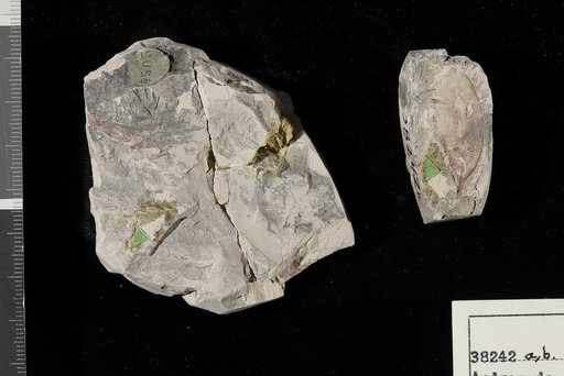 Andromeda novaecaesareae Hollick