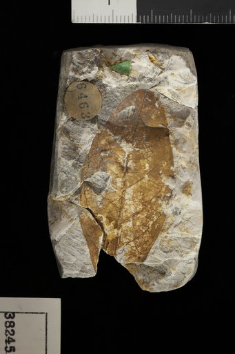 Myrsine gaudini (Lesquereux) Berry
