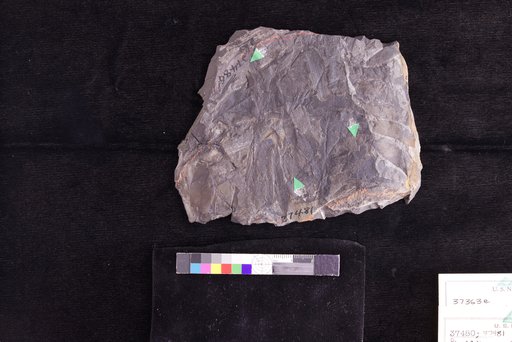 Phyllites sp Hollick