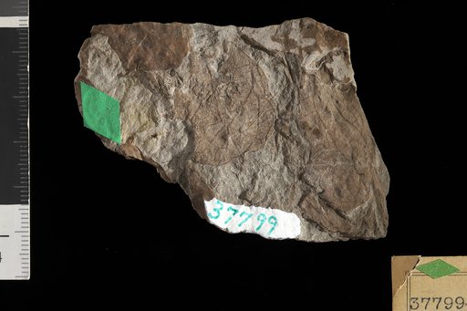 Phyllites aristolochioides Knowlton