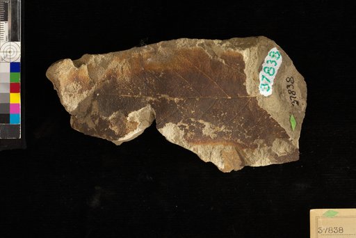 Quercus leonis Knowlton