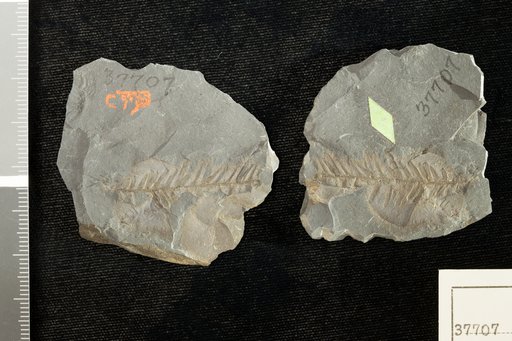 Araucarites ? pennsylvanicus Fontaine in Ward