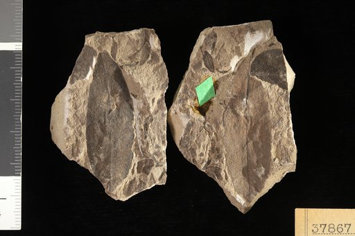 Anacardites ? patagonicus Berry