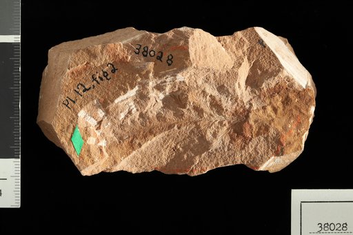 Callipteris raymondi Zeiller