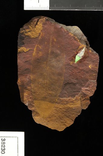 Celastrophyllum elegans Berry