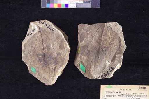 Benzoin venustum var. alaskanum Hollick