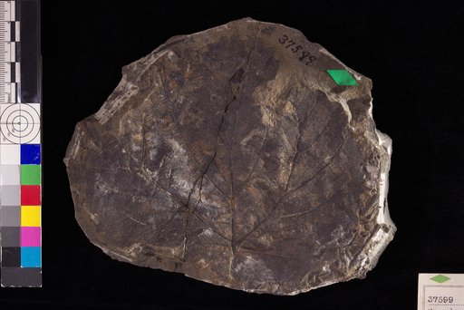 Pseudoprotophyllum crenulatum Hollick