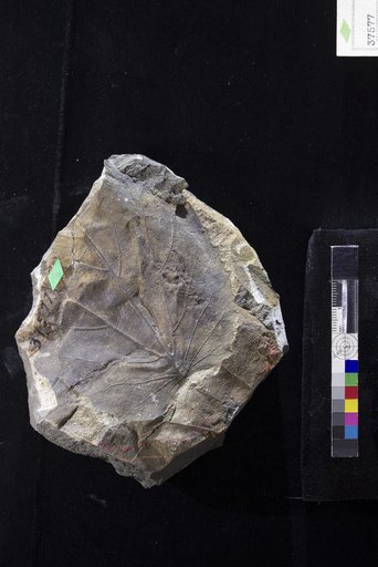 Credneria elegans Hollick