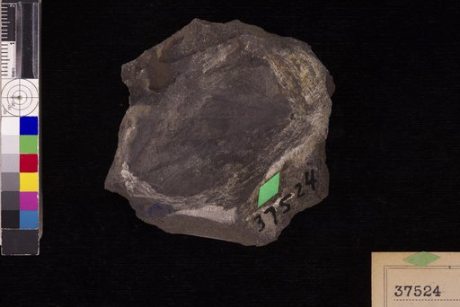 Nymphaeites exemplaris Hollick