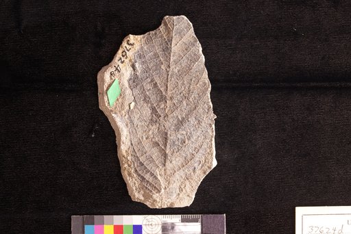 Celastrus herendeenensis Hollick