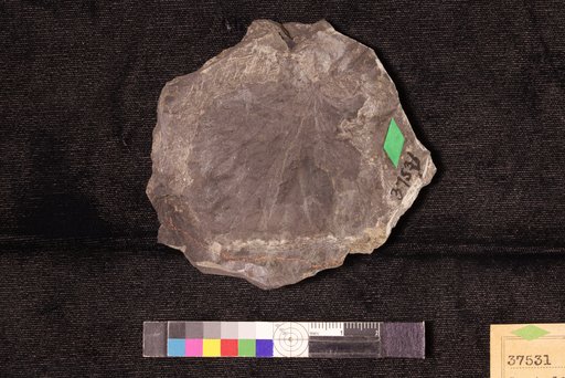 Castaliites cordatus Hollick
