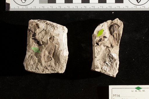 Carpolithes obovatus Fontaine