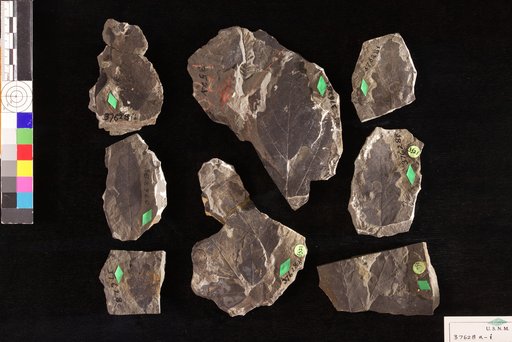 Rulac quercifolium Hollick