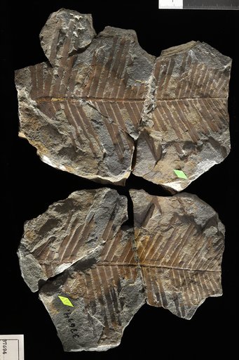 Dioonites carnallianus (Goeppert) Bornemann