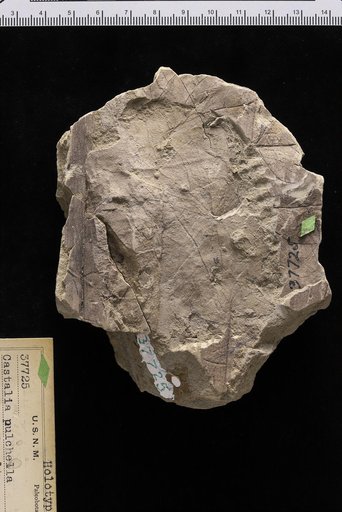 Castalia pulchella Knowlton