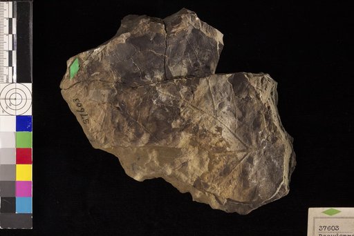 Pseudoprotophyllum magnum Hollick