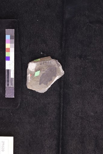 Paliurus visibilis Hollick