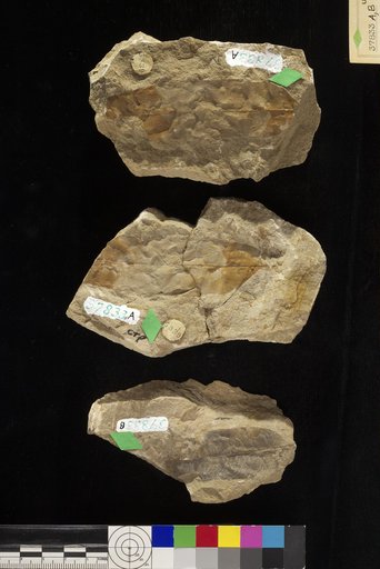 Sapindus berryanus Knowlton