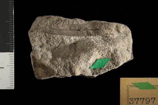 Phyllites andromeda Knowlton