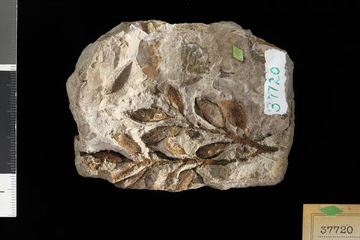 Berrya racemosa Knowlton