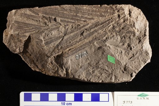 Dioonites buchianus Schimper