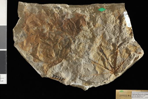 Dombeyopsis magnifica Knowlton