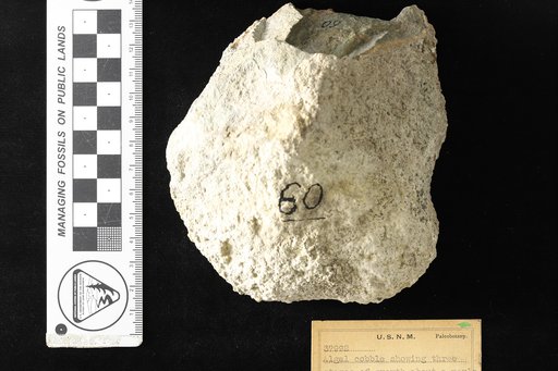 Genus indet. sp indet. Bradley