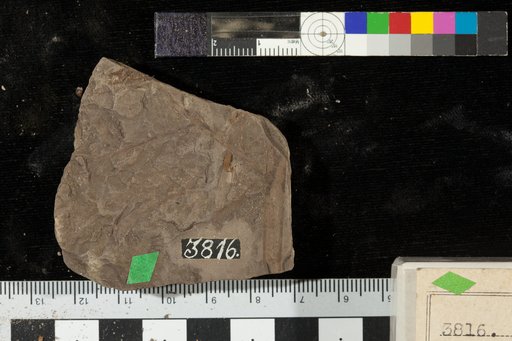 Cladophlebis acuta Fontaine