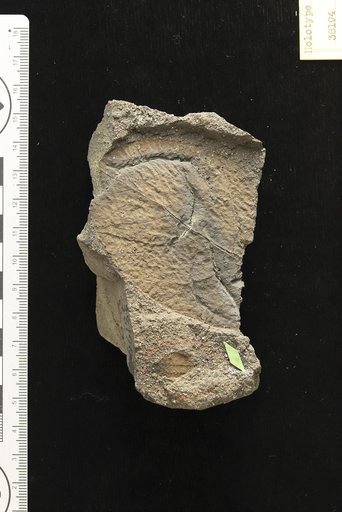 Comptonia insignis (Lesquereux) Cockerell