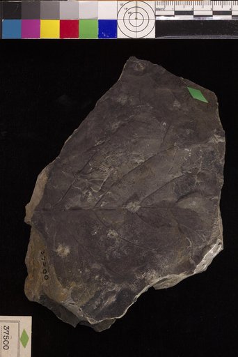 Populites pseudoelegans Hollick