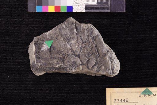 Glyptostrobus gronlandicus Heer